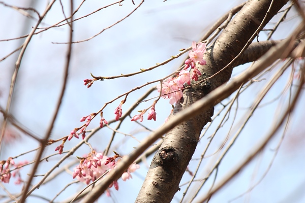 5115-祇園枝垂れ桜　開花♪.jpg